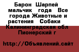 Барон (Шарпей), мальчик 3 года - Все города Животные и растения » Собаки   . Калининградская обл.,Пионерский г.